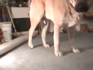 Hairy big dog is enjoying bestiality